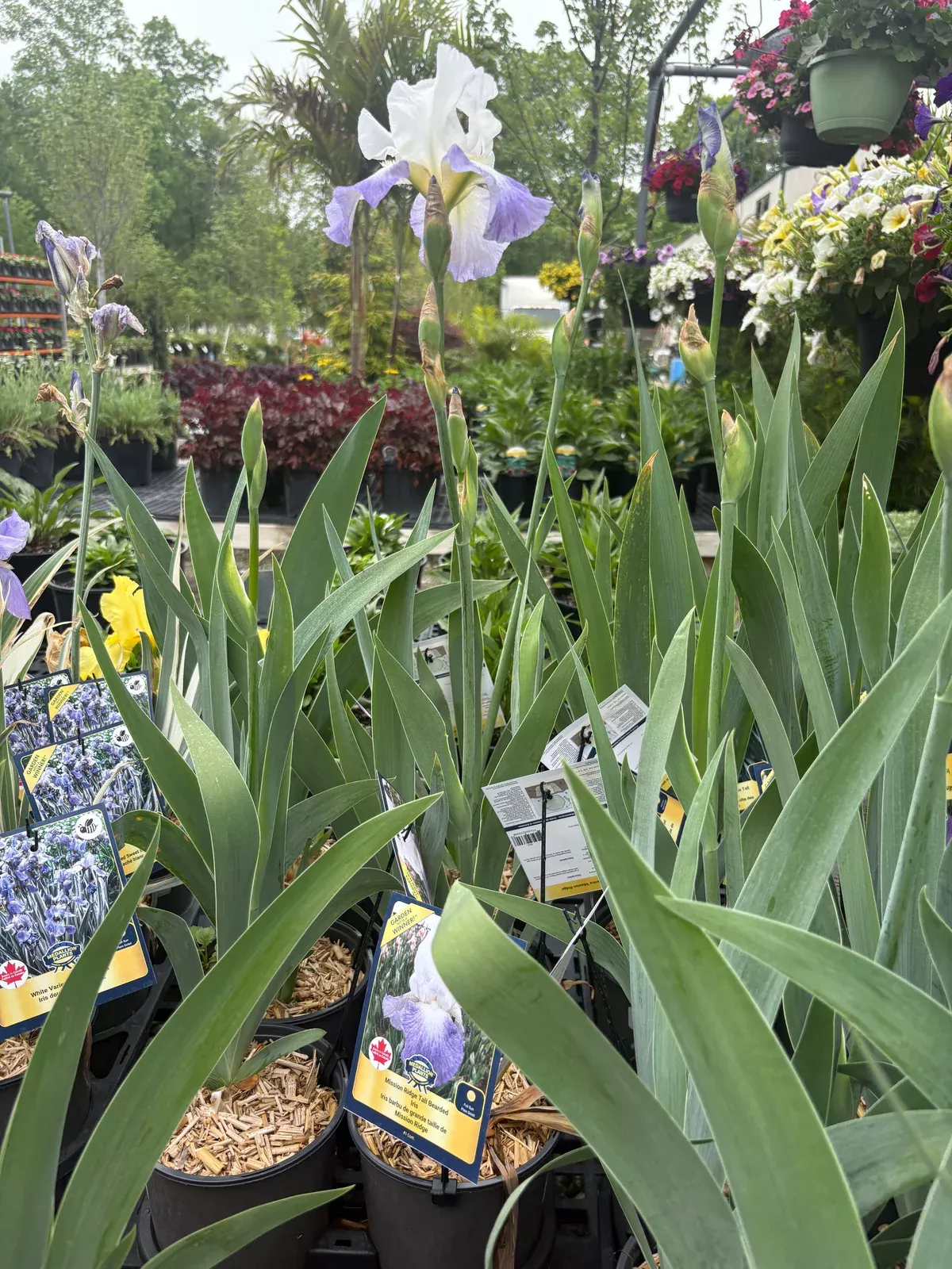 mission-ridge-bearded-iris Mission Ridge Bearded Iris