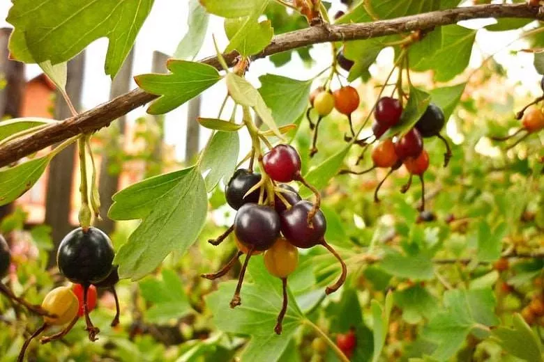 missouri-giant-currant Missouri Giant Currant