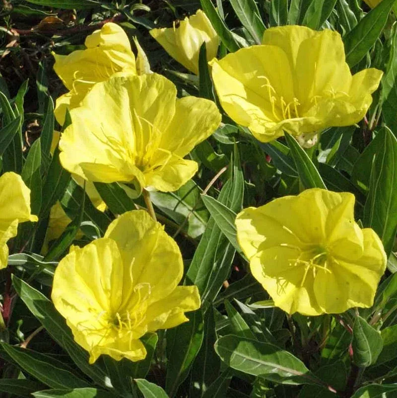 missouri-primrose-seeds Missouri Primrose Seeds
