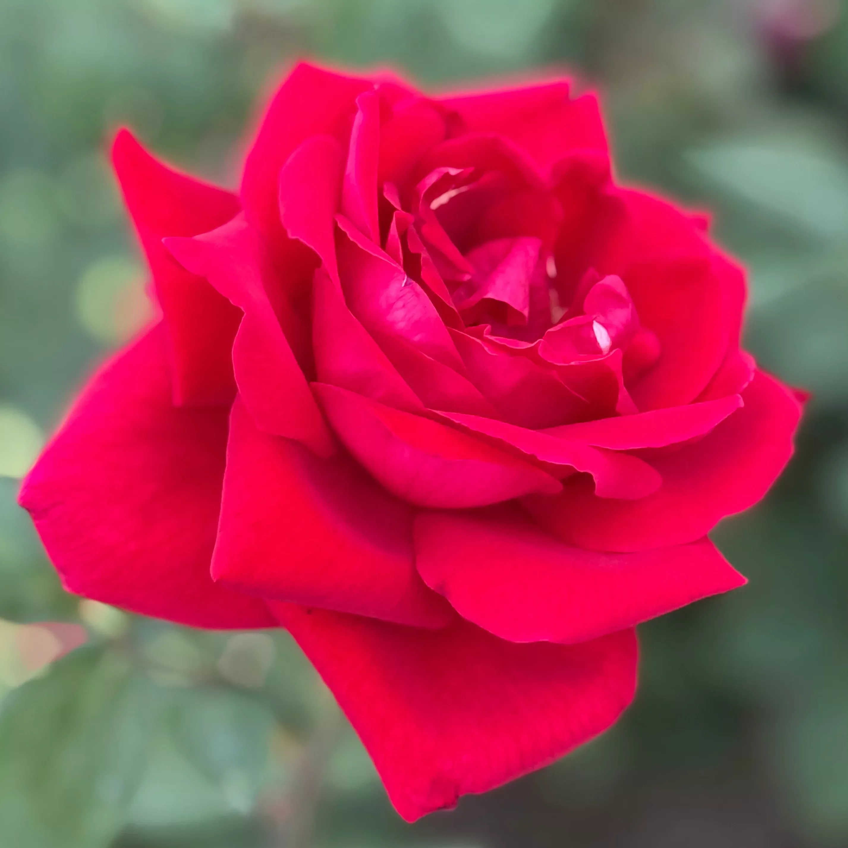 mister-lincoln-potted-rose-bush Mister Lincoln Potted Rose Bush
