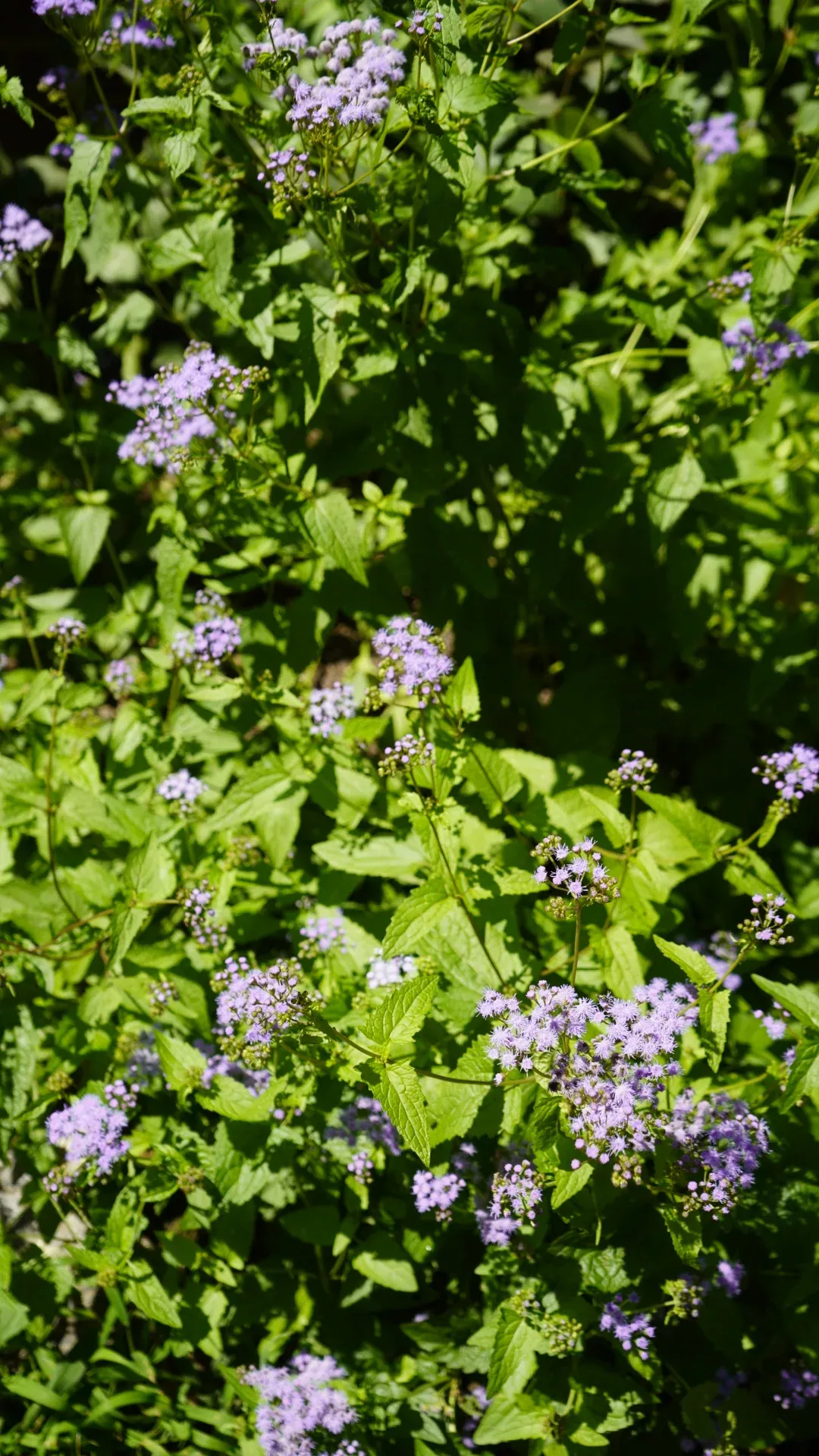 mistflower Mistflower