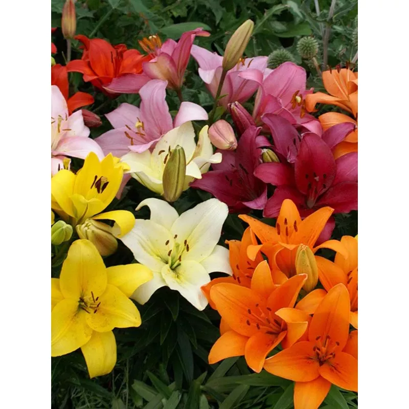 mixed-asiatic-la-hybrid-liliums Mixed Asiatic & LA Hybrid Liliums
