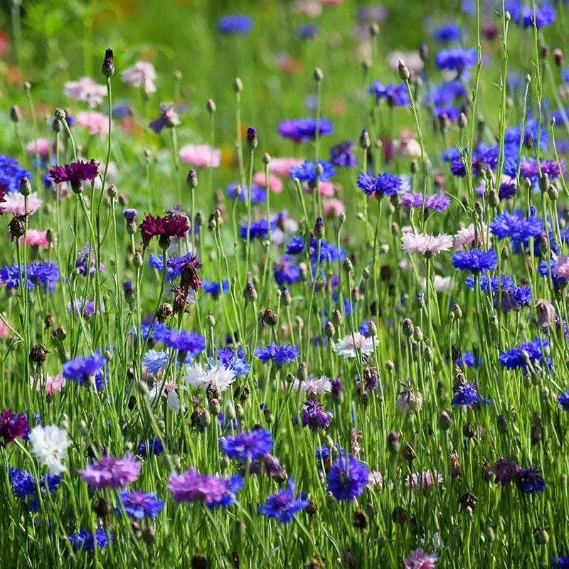 mixed-cornflower-or-bachelor-button-seeds Mixed Cornflower or Bachelor Button Seeds