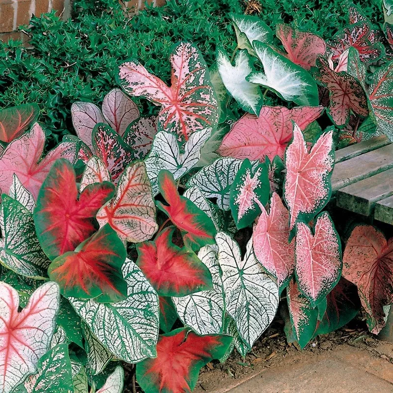 mixed-fancy-leaf-caladium-bulbs Mixed Fancy Leaf Caladium Bulbs