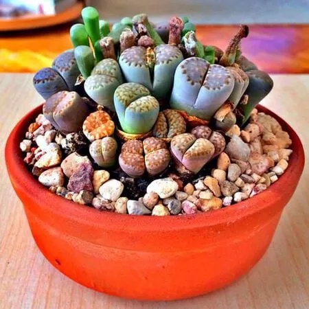 mixed-lithop-seeds Mixed Lithop Seeds