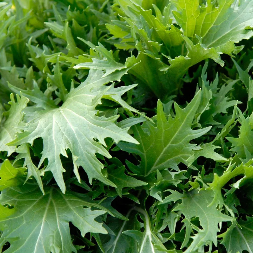 mizuna-mustard-green Mizuna Mustard Green