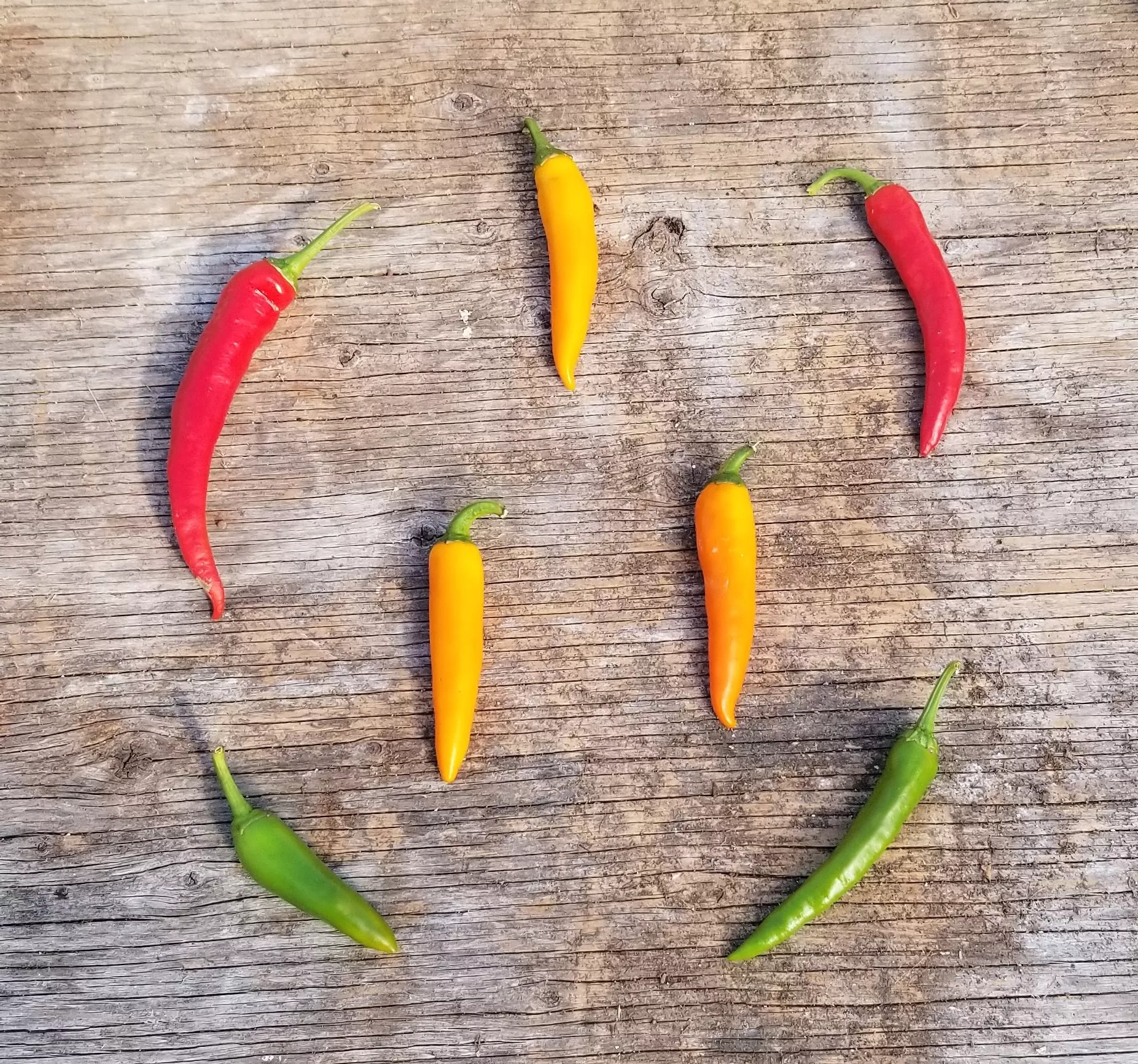 mohini-hot-pepper Mohini Hot Pepper