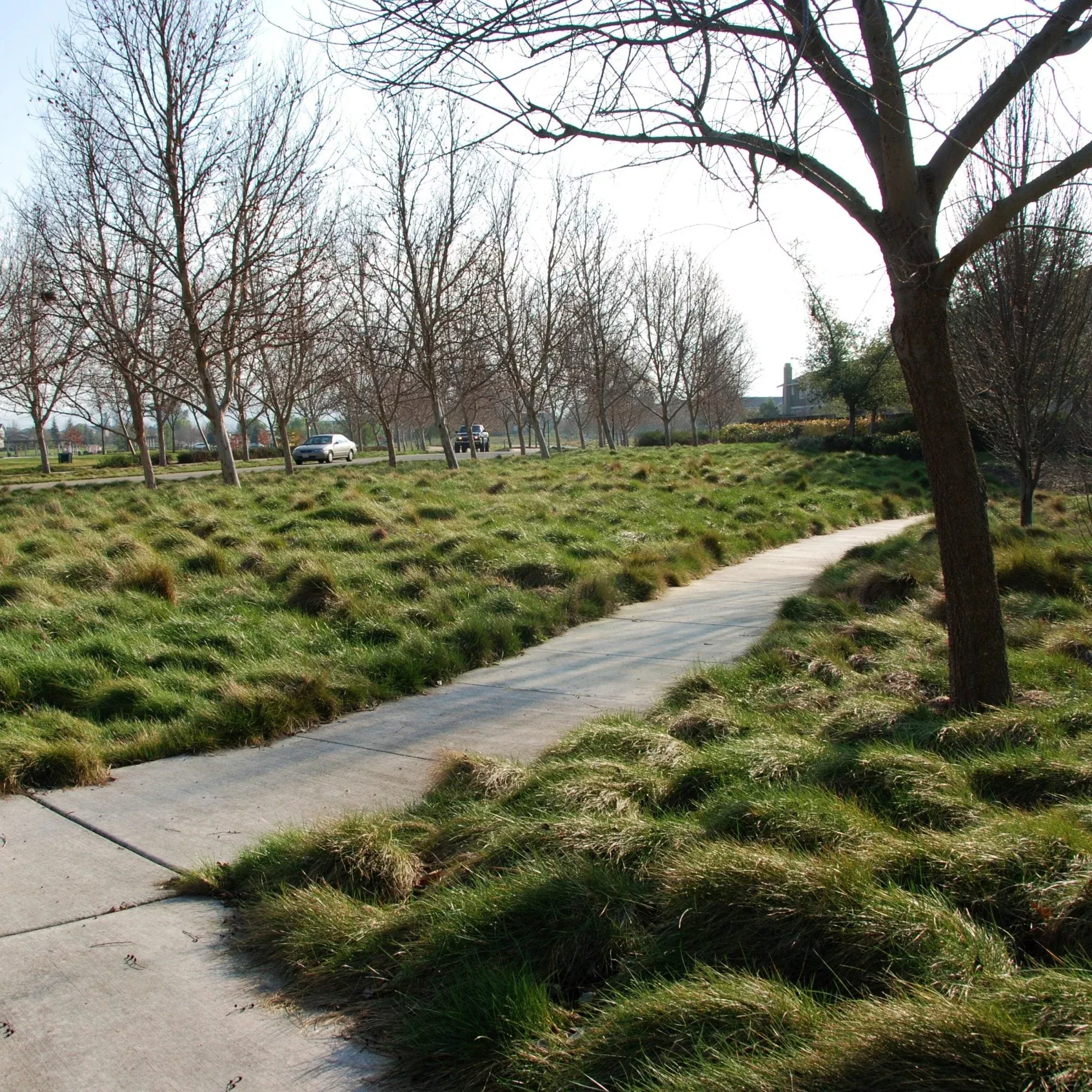 Molate Creeping Red Fescue
