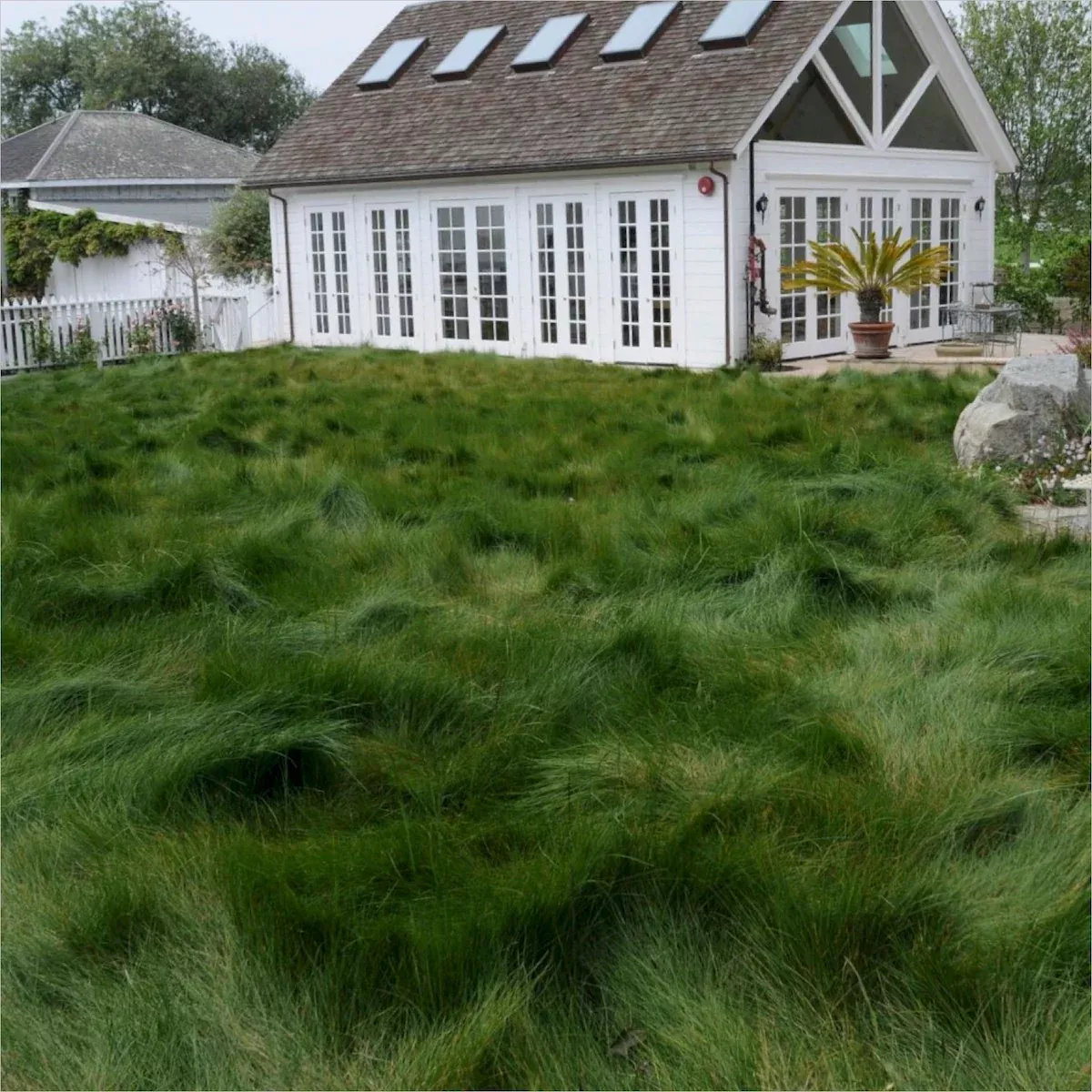 molate-red-fescue Molate Red Fescue