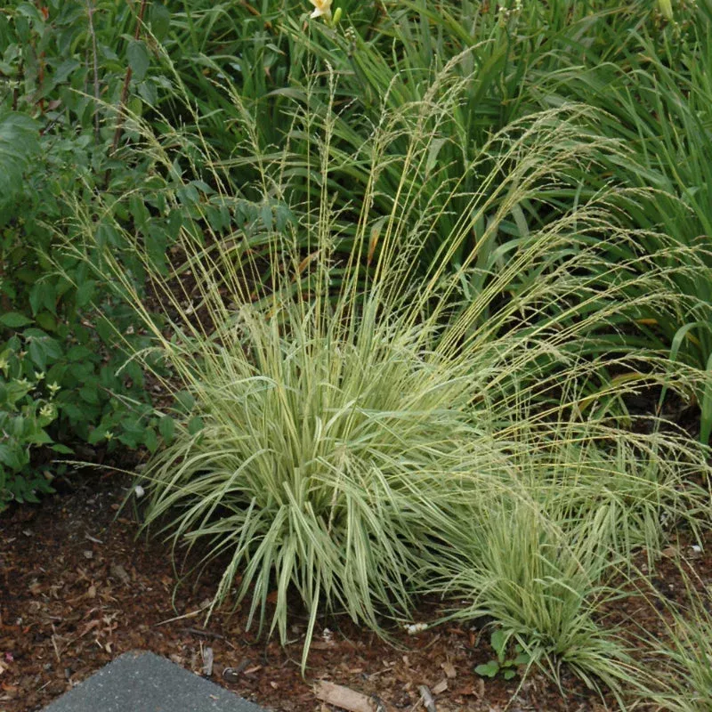 Molinia 'Variegata'