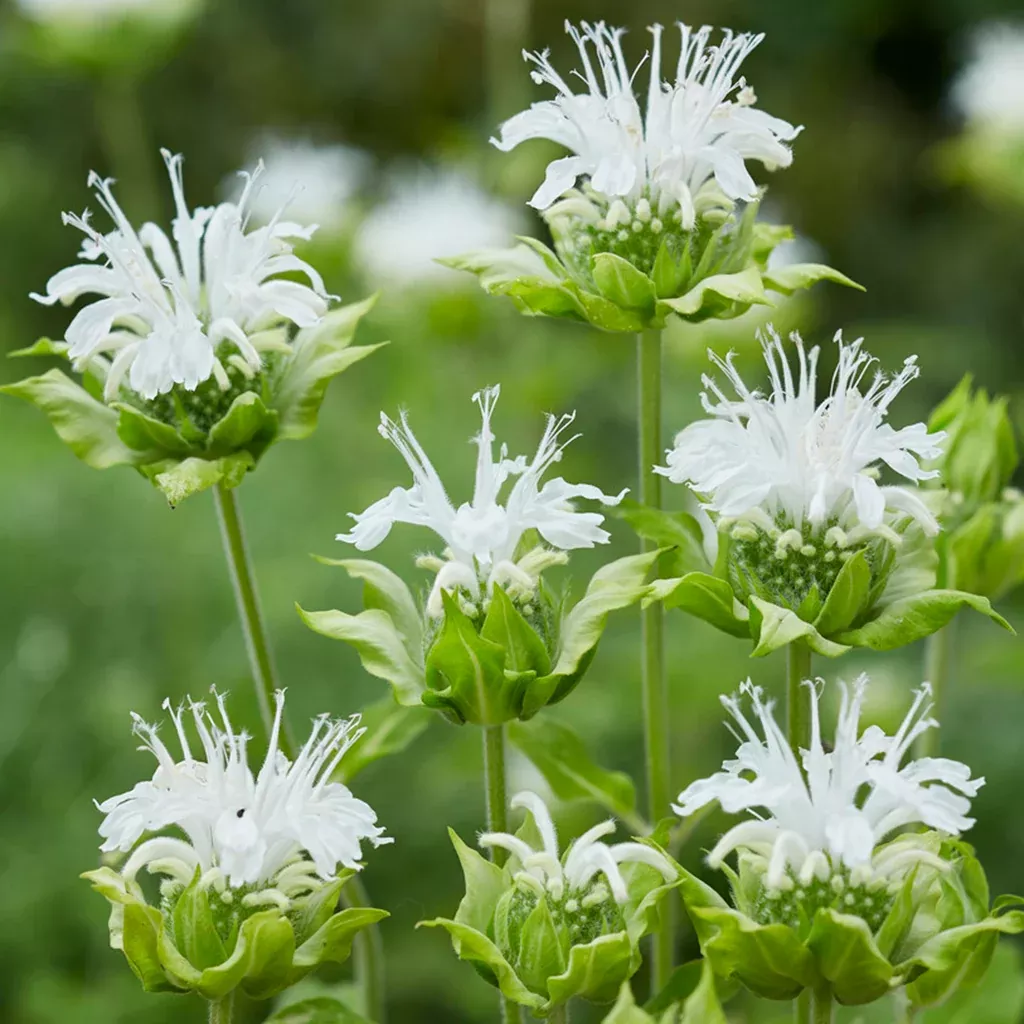 monarda-bee-balm-ice-out Monarda - Bee Balm - Ice Out
