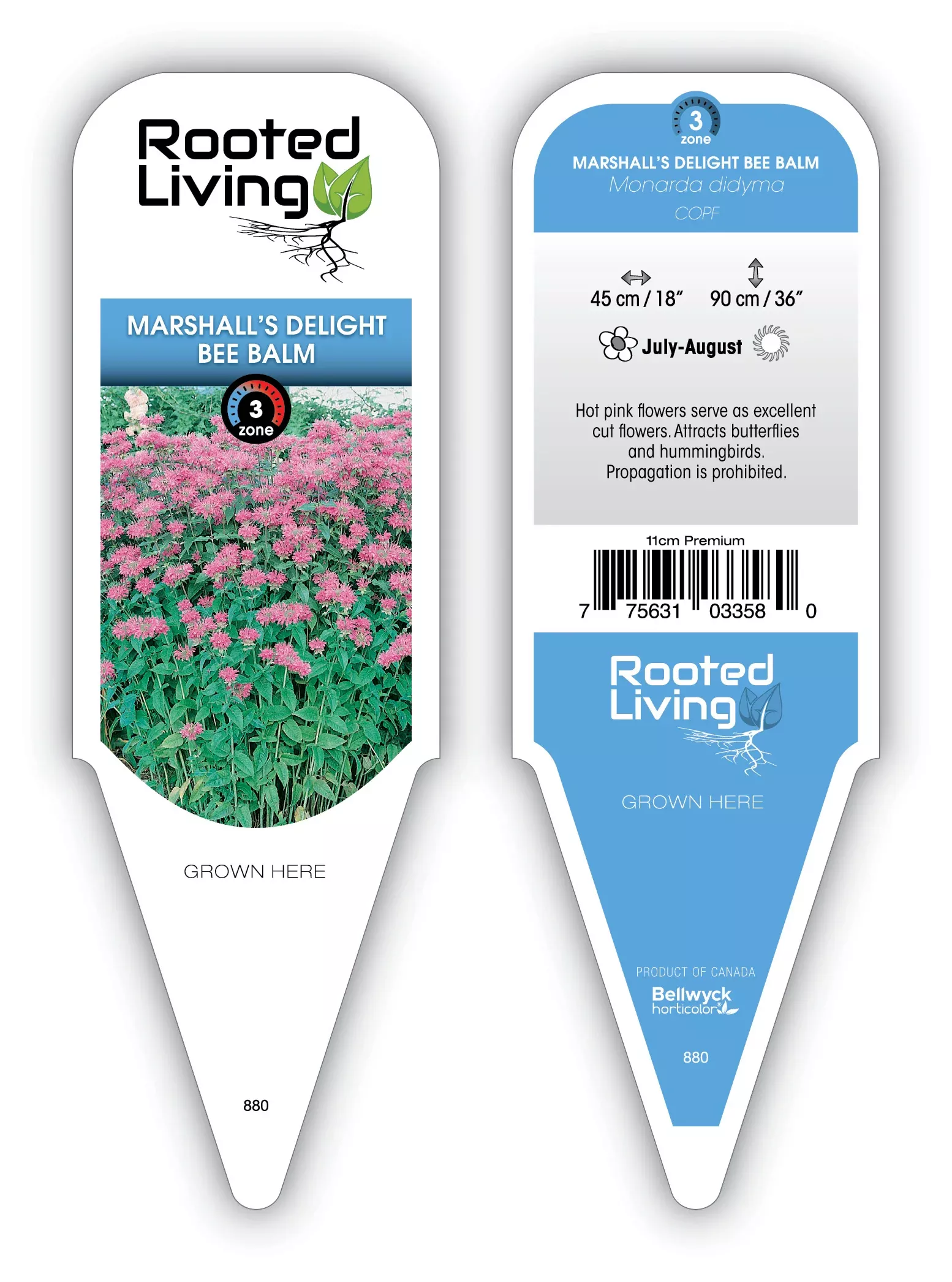 Monarda Bee Balm 'Marshall's Delight'