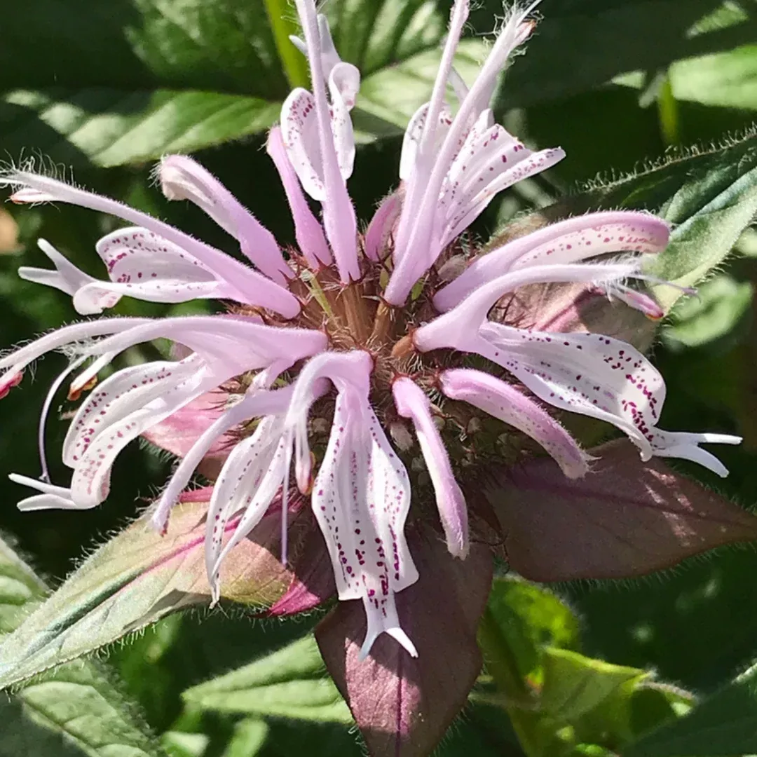 Monarda bradburiana