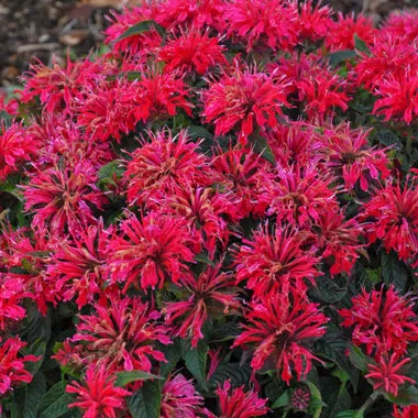 monarda-cherry-pops-pp27618-20-ct-flat Monarda 'Cherry Pops' PP27618 (20)ct Flat