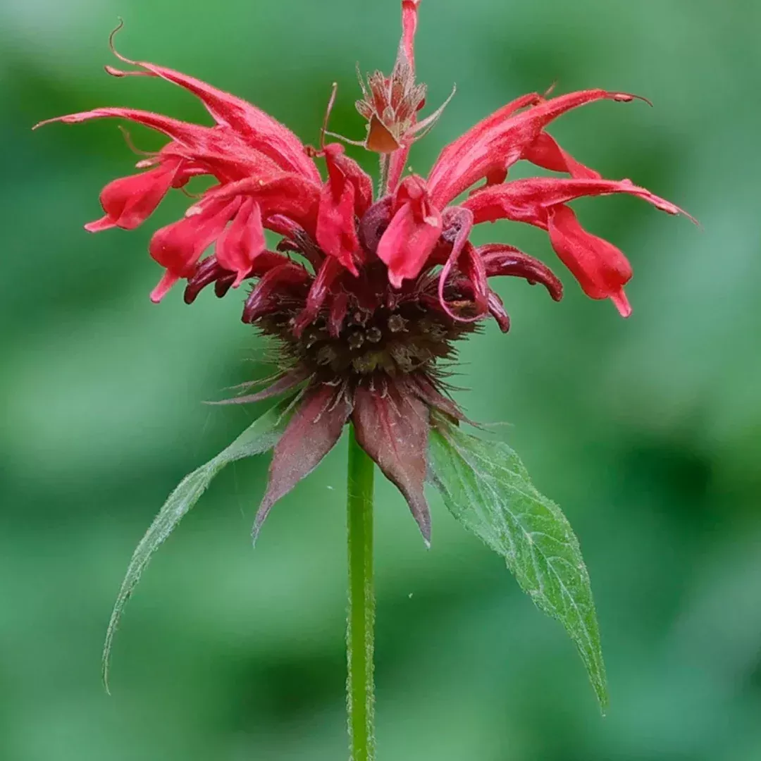monarda-didyma Monarda didyma