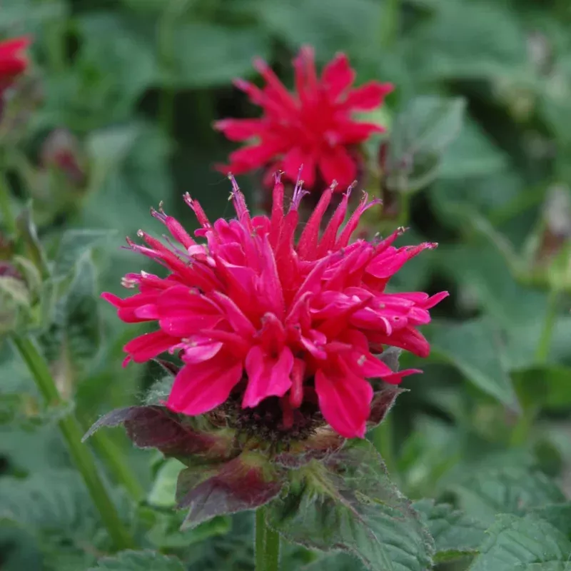 Monarda 'Fireball'