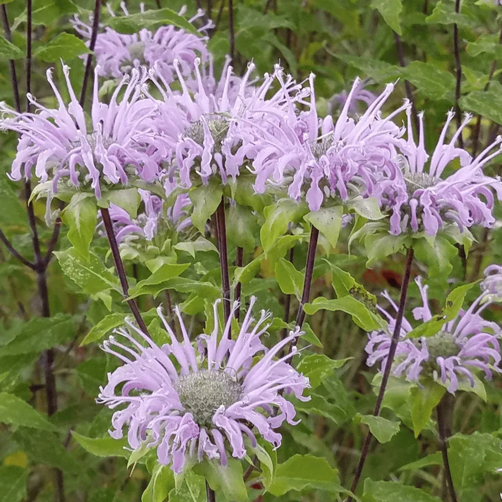 monarda-fistulosa Monarda fistulosa
