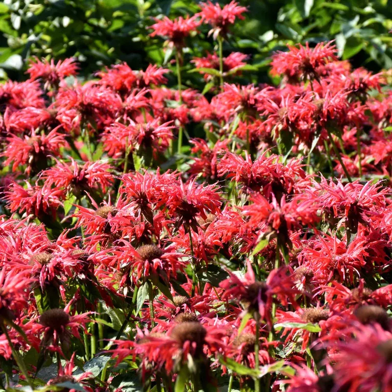 Monarda 'Gardenview Scarlet'
