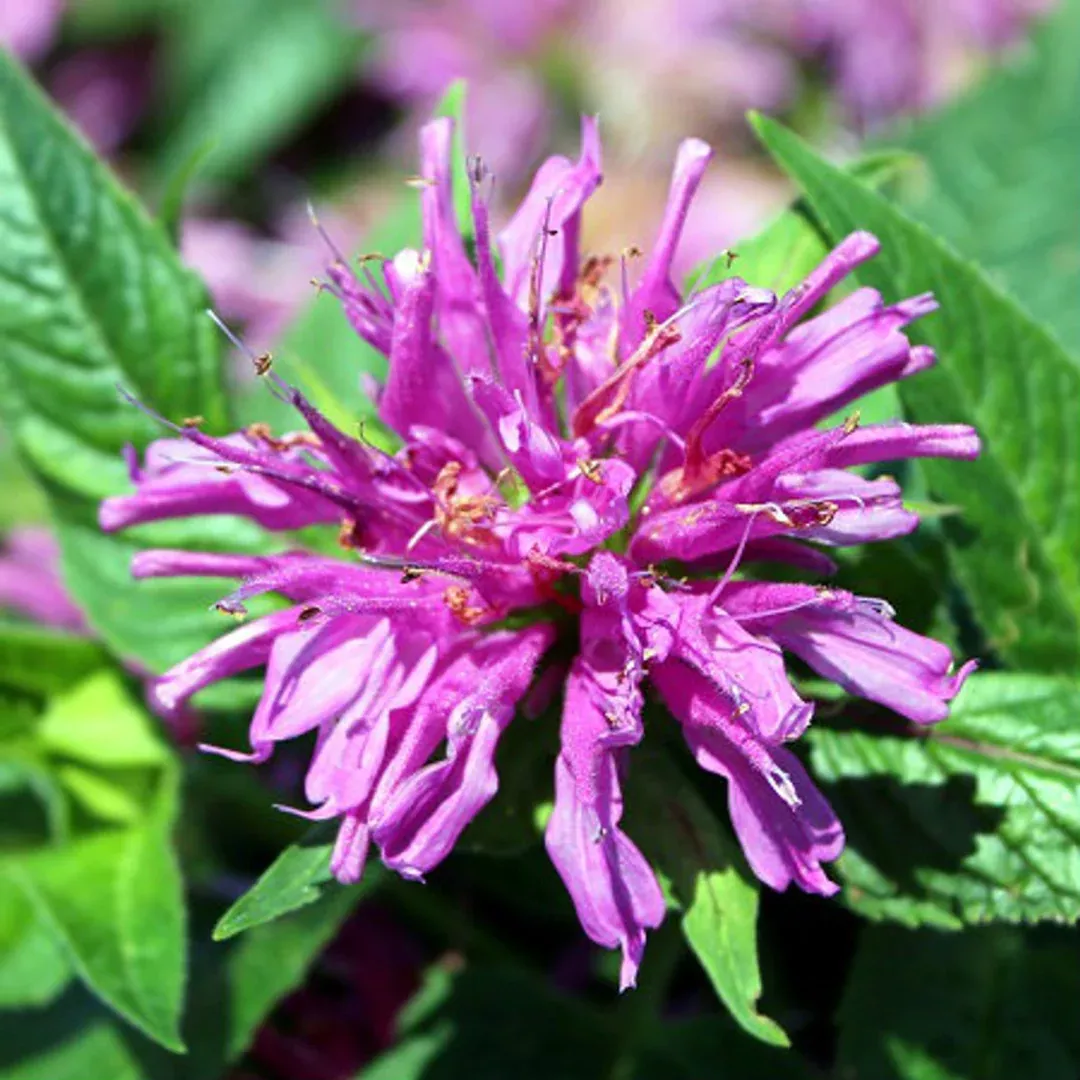 Monarda 'Grand Parade'