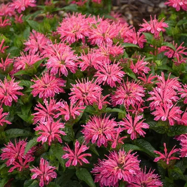 monarda-leading-lady-pink-pp34205-20-ct-flat Monarda 'Leading Lady Pink' PP34205 (20)ct Flat