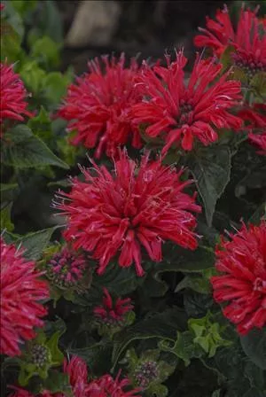 monarda-pardon-my-cerise-pp29234-20-ct-flat Monarda 'Pardon My Cerise' PP29234 (20)ct Flat