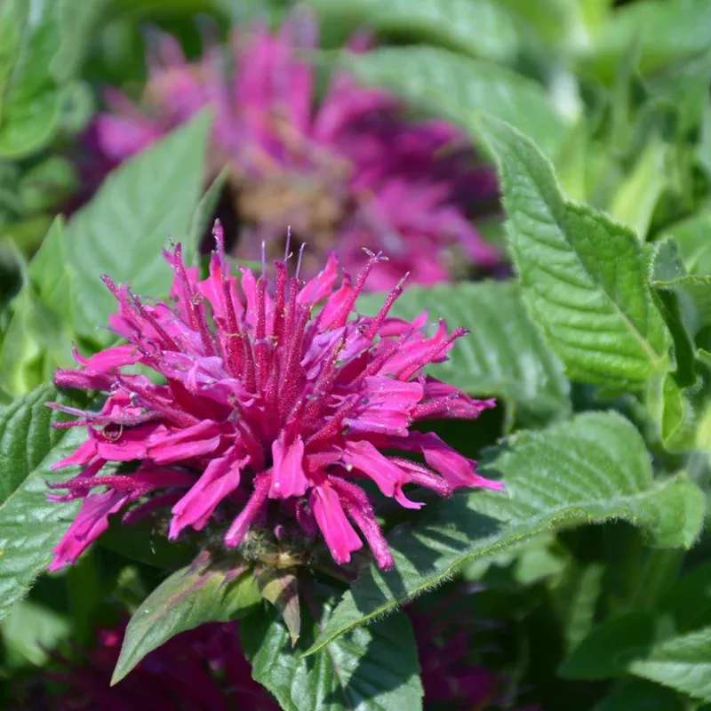 Monarda 'Pardon My Purple'