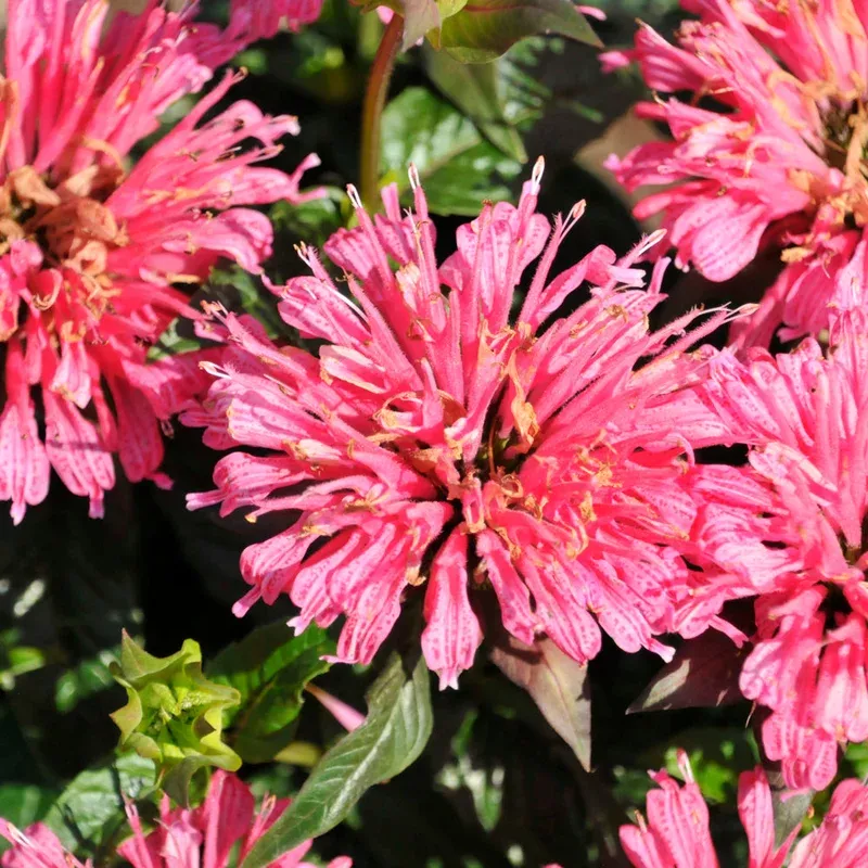 Monarda 'Pardon My Rose'