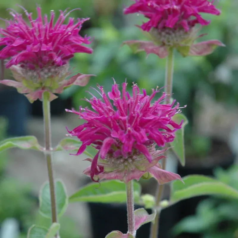 Monarda 'Purple Rooster'