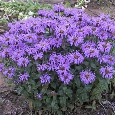 monarda-sugar-buzz-blue-moon-bee-balm Monarda Sugar Buzz Blue Moon Bee Balm