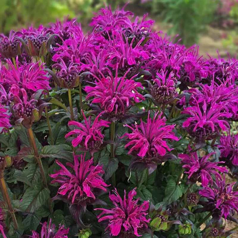 Monarda 'Sugar Buzz Rockin Raspberry'