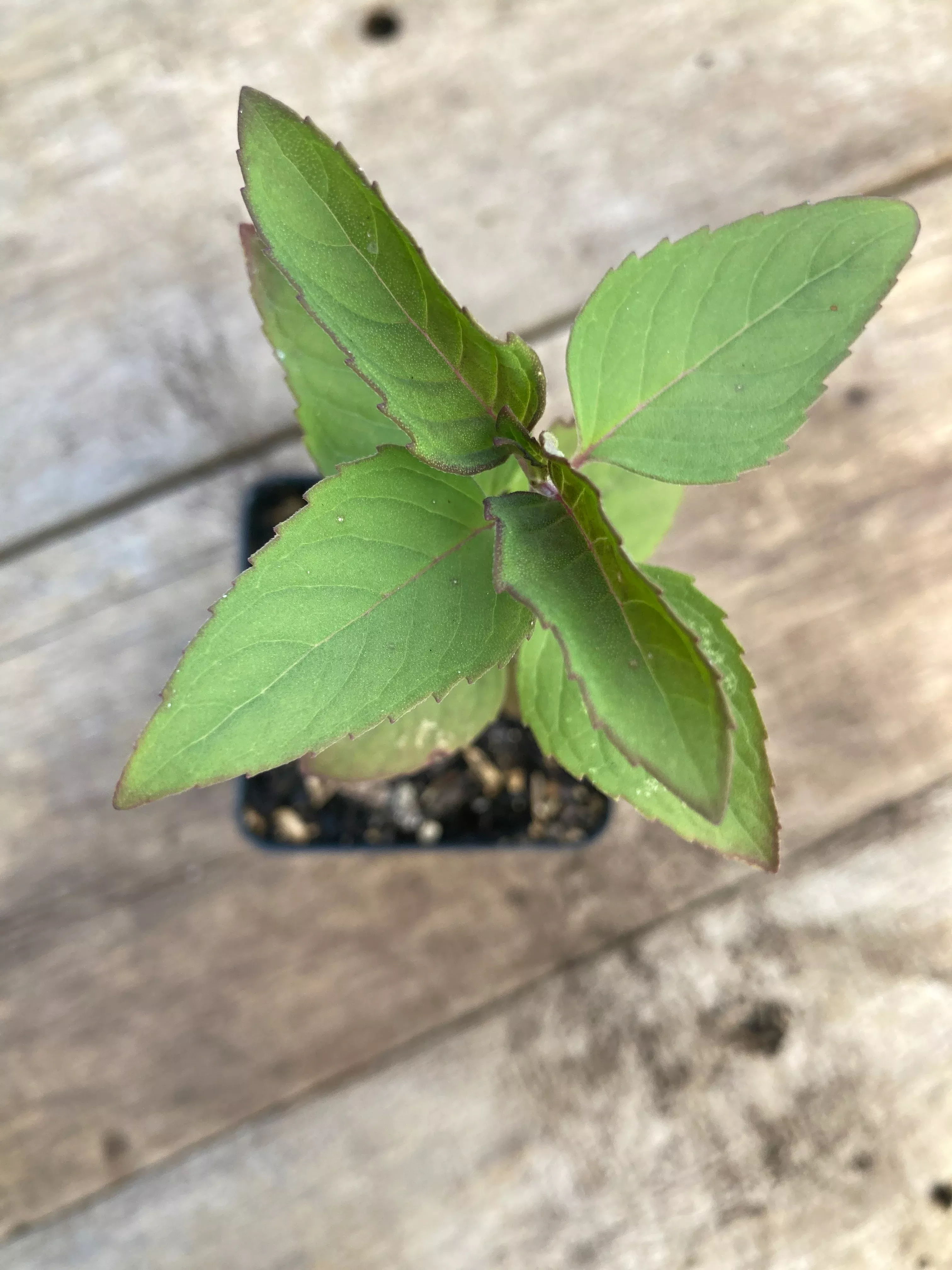 monarda-wild-bergamot Monarda, Wild Bergamot
