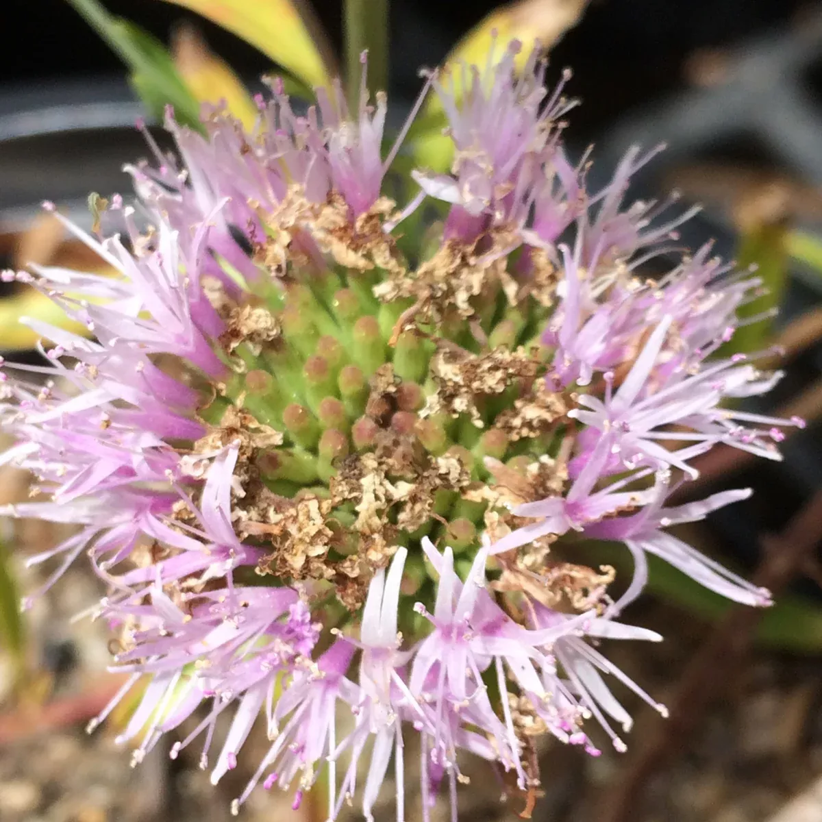 Monardella viminea Willowy Monardella San Diego Willowy Mint