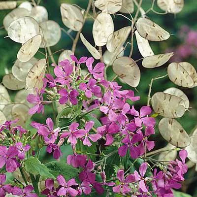 money-plant-seeds Money Plant Seeds