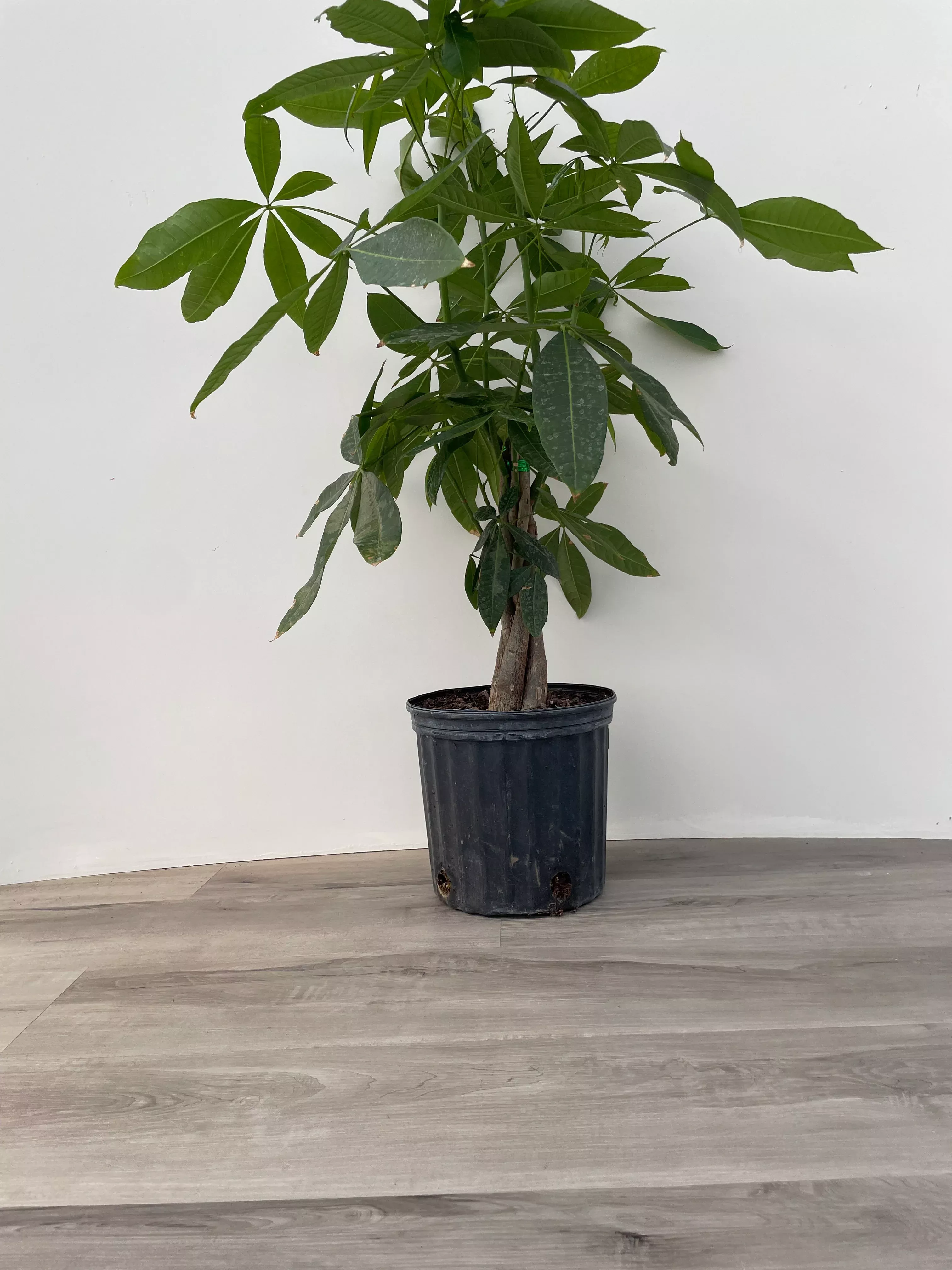 money-tree-braid Money Tree/Braid