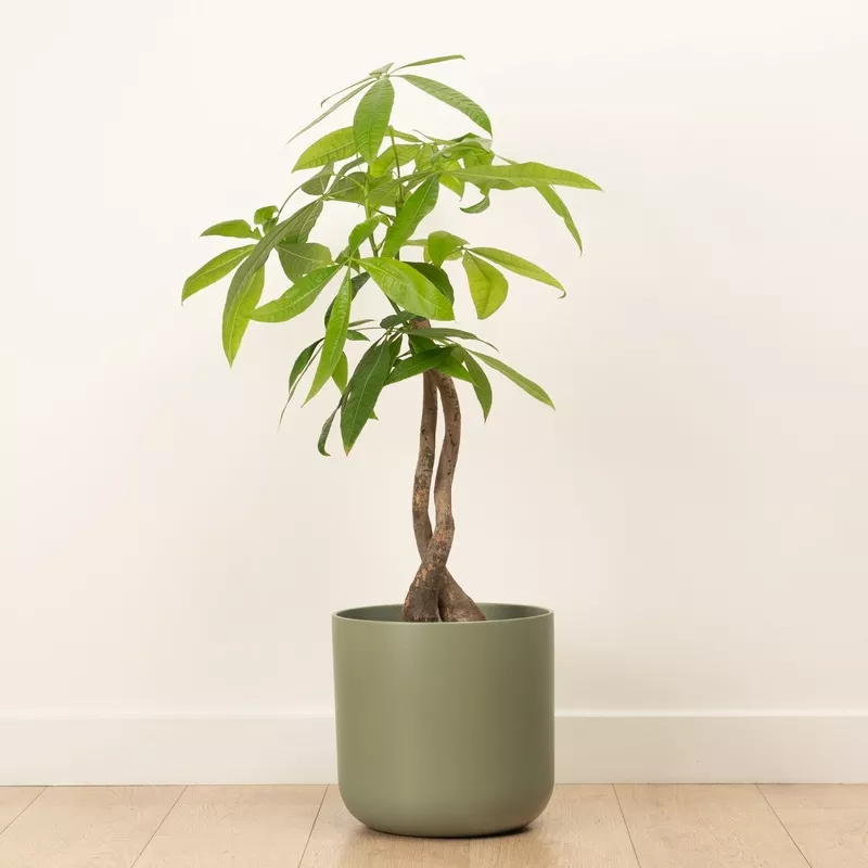 money-tree-two-stem Money Tree | Two Stem