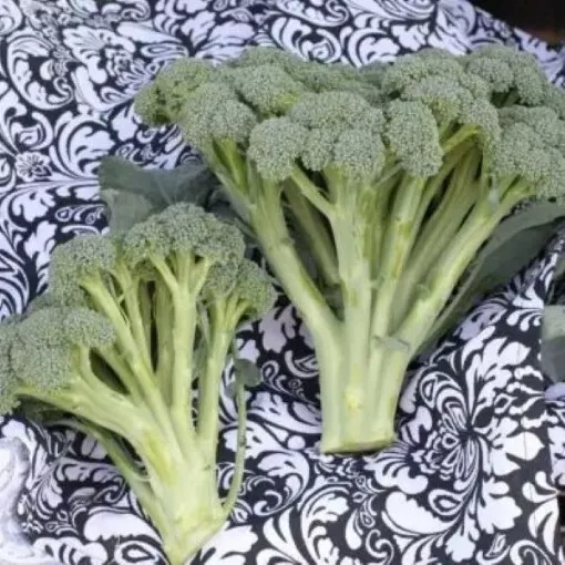 monflor-broccoli-seeds Monflor Broccoli Seeds