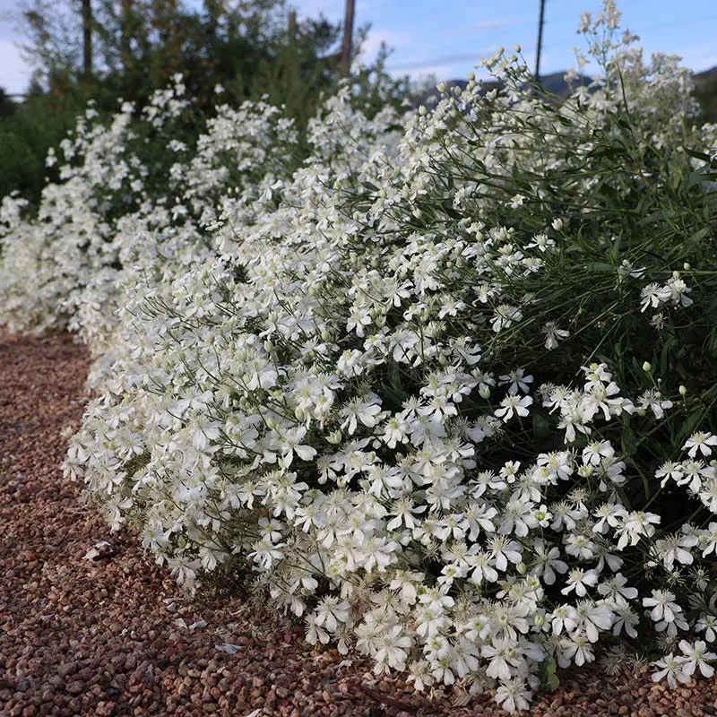 mongolian-snowflakes-clematis Mongolian Snowflakes (Clematis)