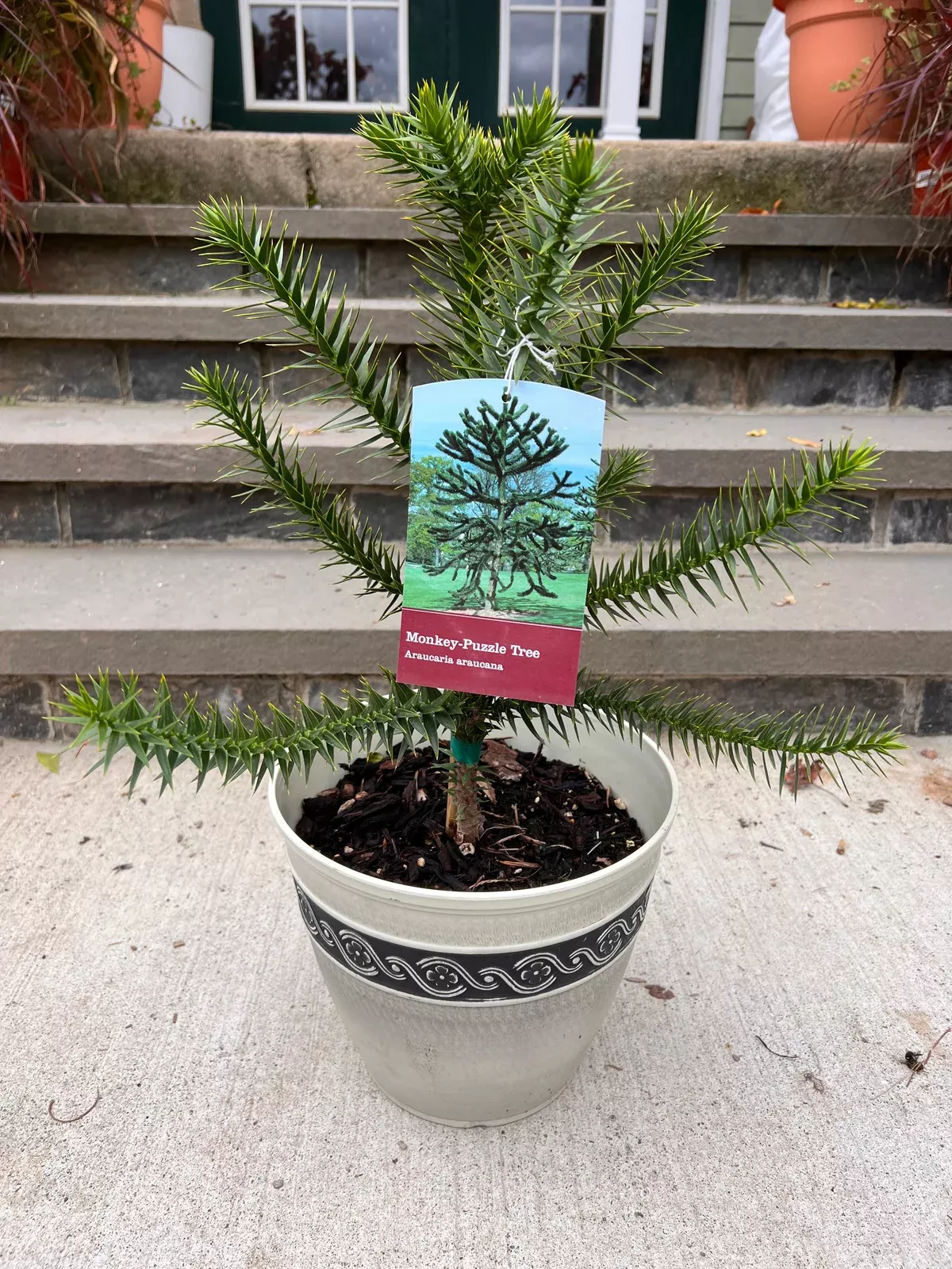 monkey-puzzle-tree-8-deco-pot-1-5ft Monkey Puzzle Tree- 8" Deco Pot (1.5ft)