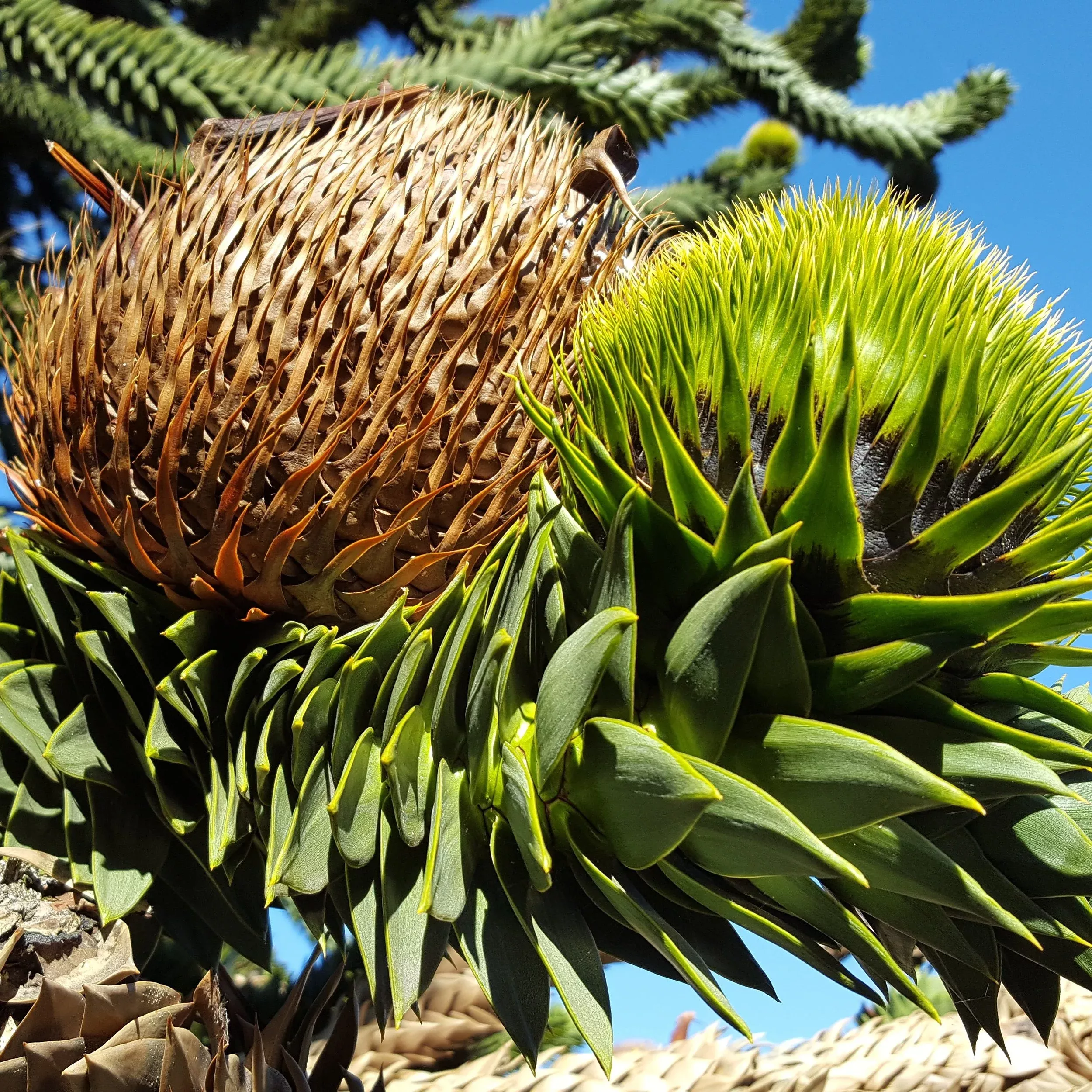 monkey-puzzle-tree Monkey Puzzle Tree