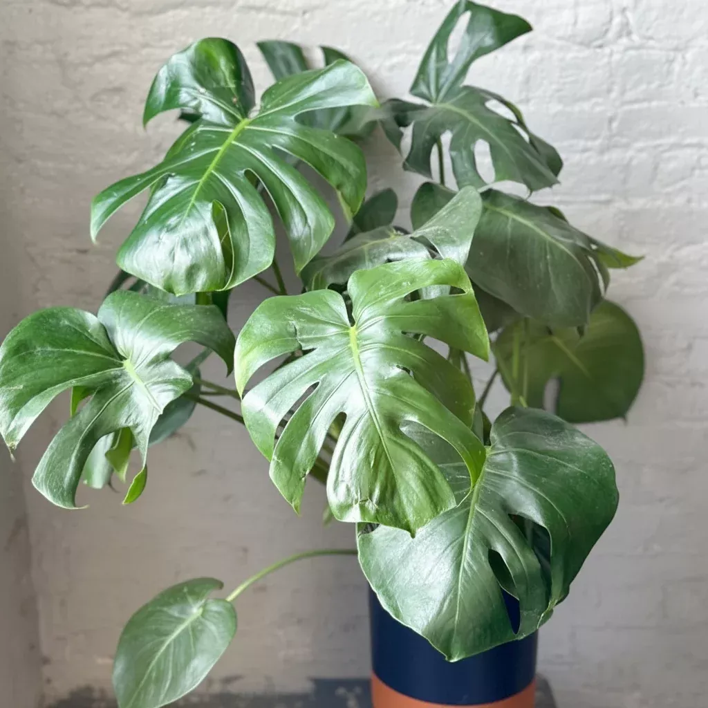 monstera-deliciosa-split-leaf-philodendron Monstera deliciosa - Split-Leaf Philodendron