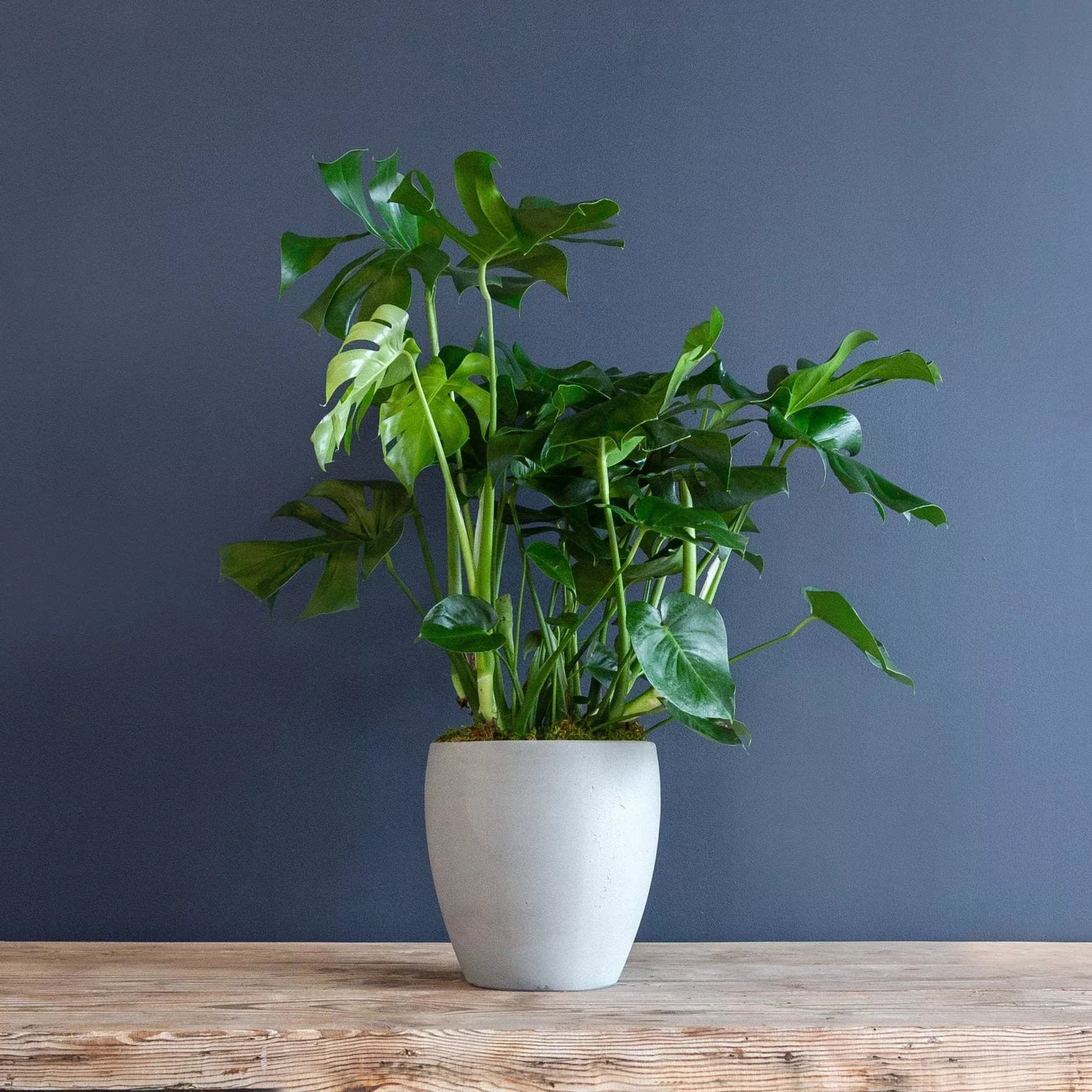 monstera-deliciosa-split-leaf-plant Monstera Deliciosa – Split Leaf Plant