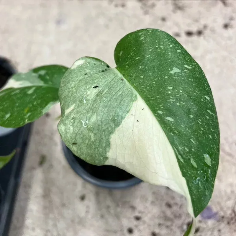 monstera-thai-constellation Monstera 'Thai Constellation'