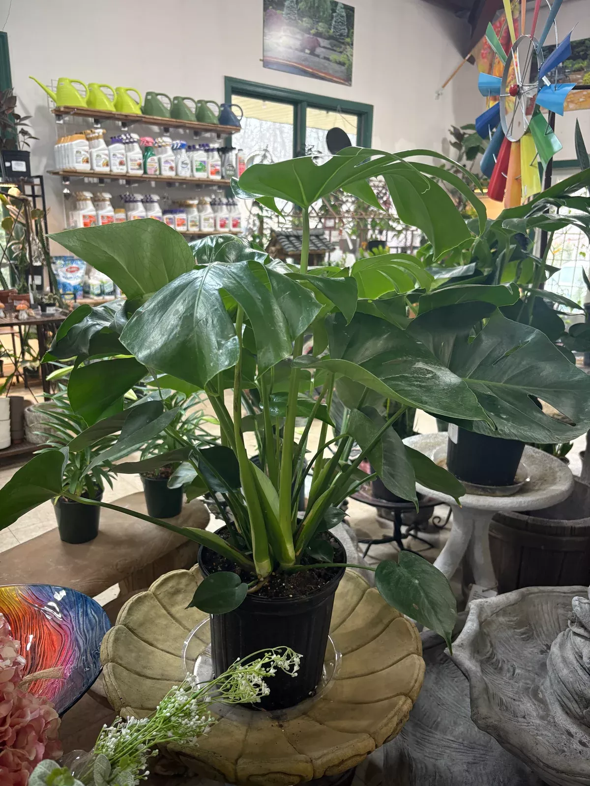 monstera Monstera