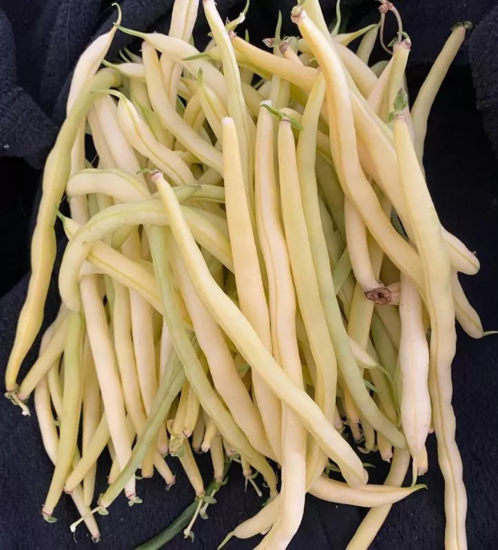 monte-gusto-bean Monte Gusto Bean