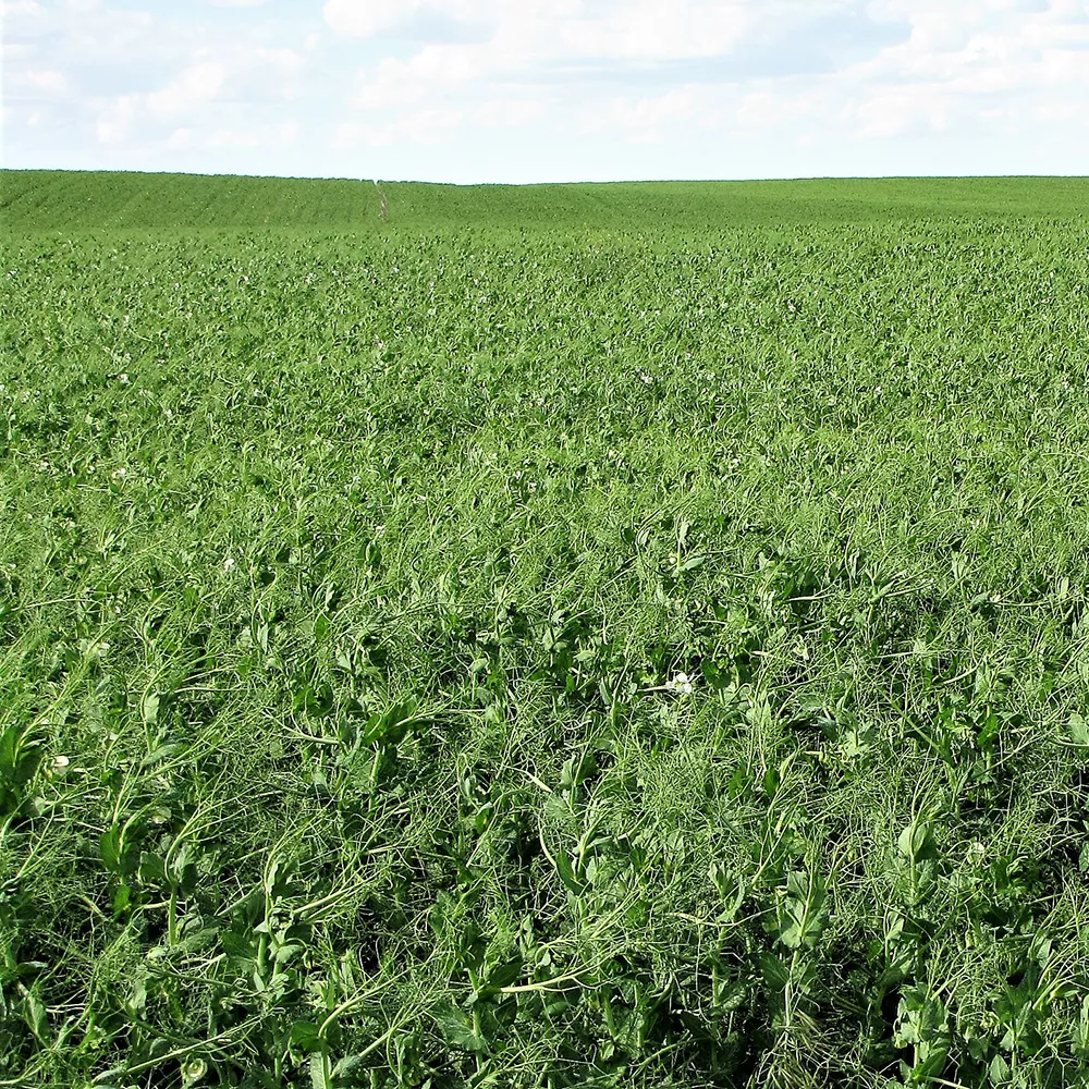 montech-4152-yellow-field-peas Montech 4152 Yellow Field Peas