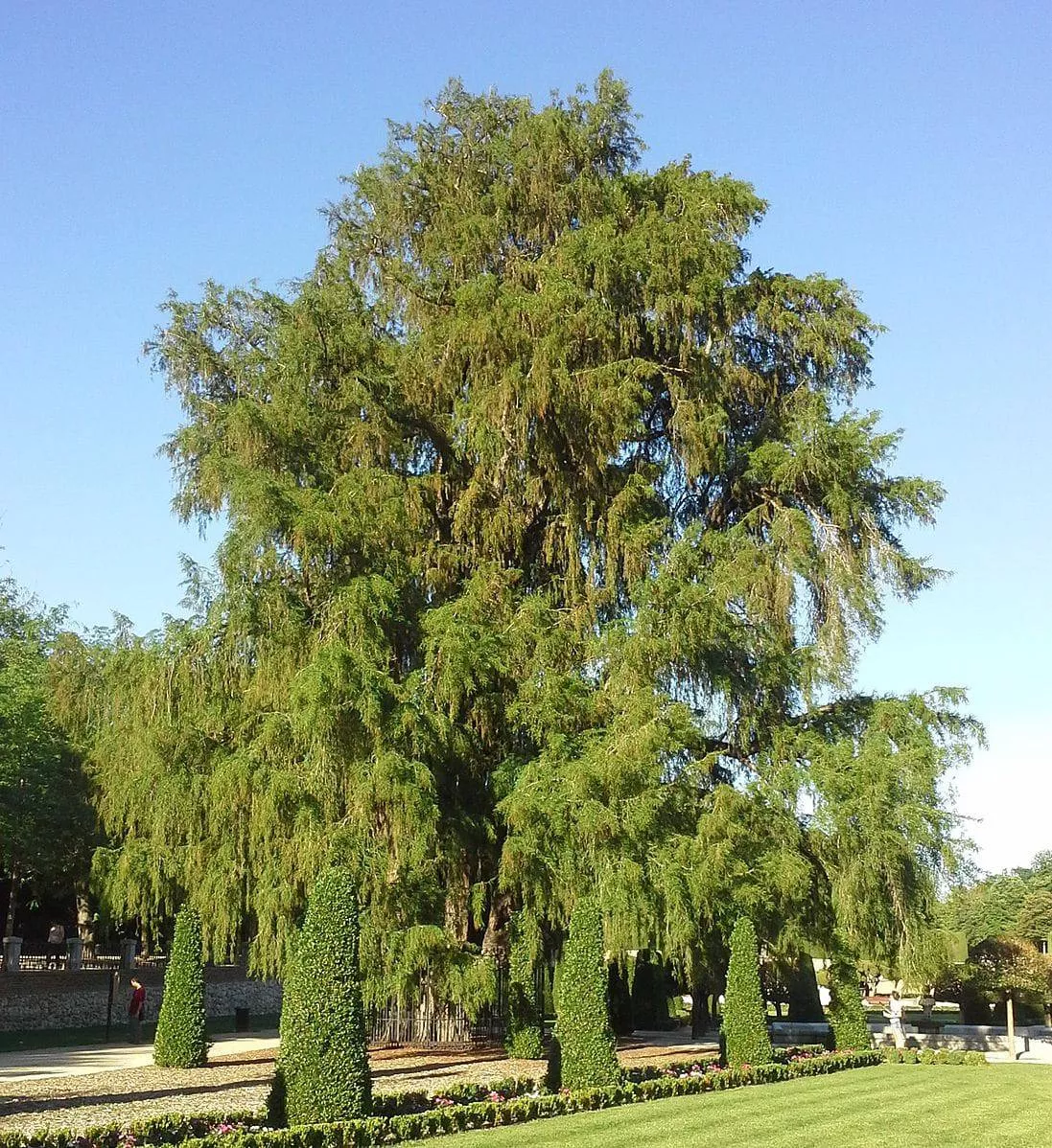 Montezuma Cypress