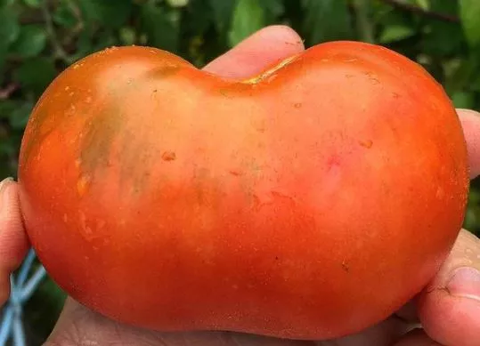 montreal-tasty-tomato Montreal Tasty Tomato