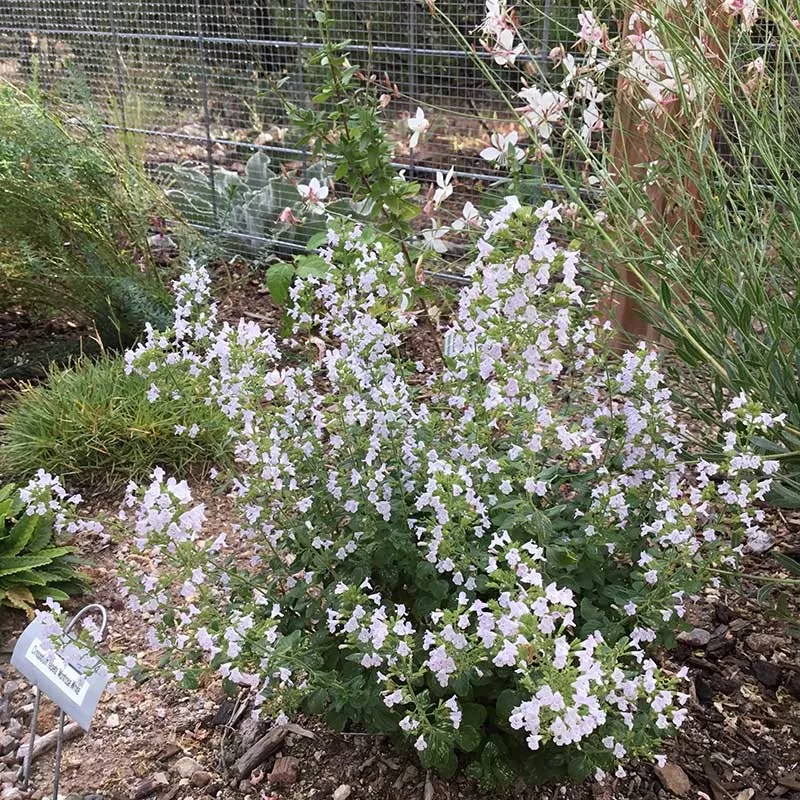 Montrose White Calamintha