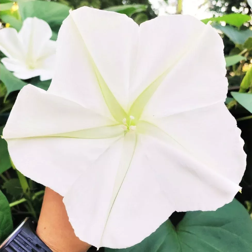 moon-flower Moon Flower