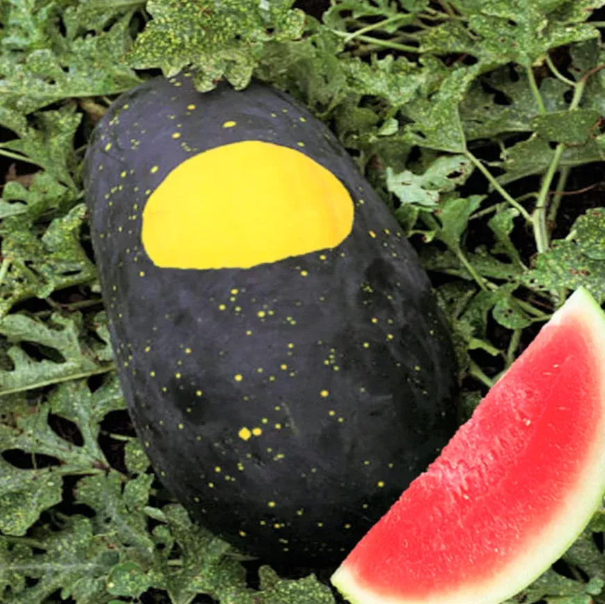 moon-stars-red-watermelon Moon & Stars Red Watermelon